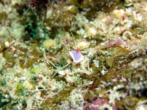 ゾウゲイロウミウシ (Hypselodoris bullocki )