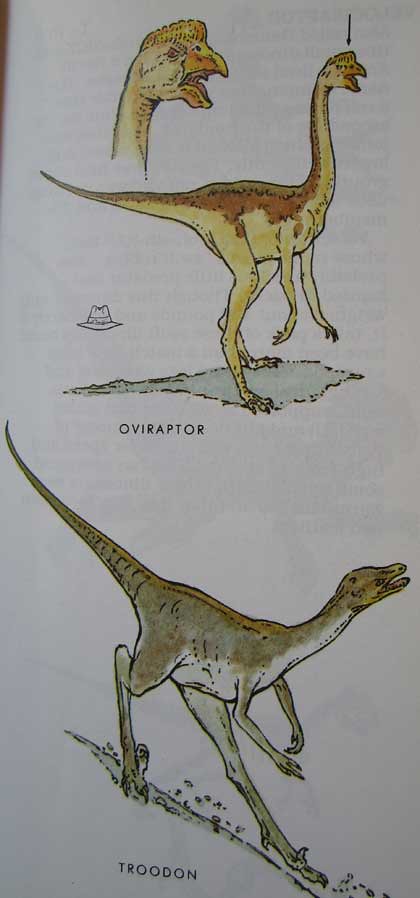 Peterson First Guides: Dinosaurs p. 45