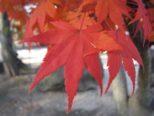 紅葉