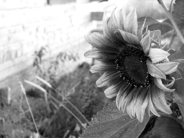 b&w sunflower