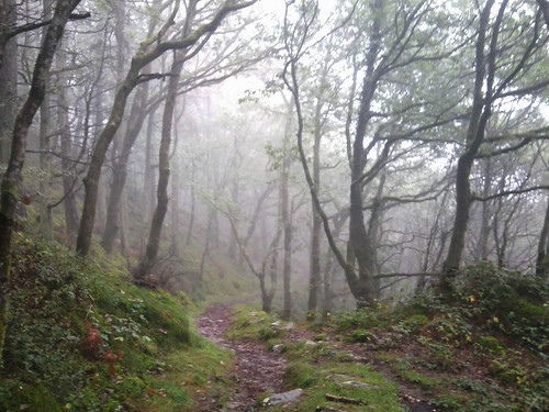 Misty woods, Panorama Walk