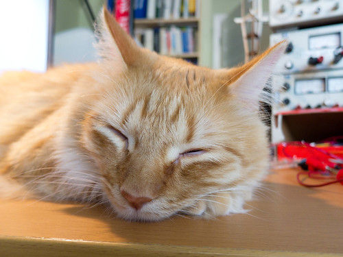 Wilson napping