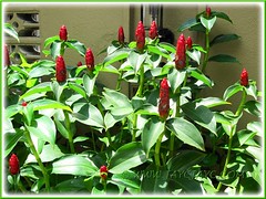 Costus woodsonii (Red Button Ginger, Scarlet Spiral Flag, Red Cane, Panamanian Candle Ginger)