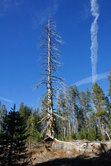 2011-10-15 10-23 Sierra Nevada 284 Yosemite National Park