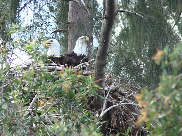Two adult Bald Eagles at nest 3-20111005