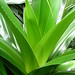 Green Spikes • <a style="font-size:0.8em;" href="http://www.flickr.com/photos/26088968@N02/6367533105/" target="_blank">View on Flickr</a>
