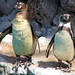 Penguins • <a style="font-size:0.8em;" href="http://www.flickr.com/photos/26088968@N02/5967624858/" target="_blank">View on Flickr</a>