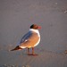 Gull at Sunrise • <a style="font-size:0.8em;" href="http://www.flickr.com/photos/26088968@N02/5991142781/" target="_blank">View on Flickr</a>