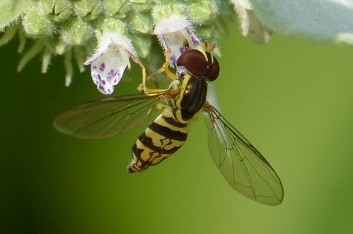 Bee-Mimic Fly on Pycnanthemum