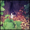 Kitten in the garden