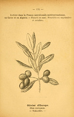 Anglų lietuvių žodynas. Žodis european olive tree reiškia europos alyvmedis lietuviškai.