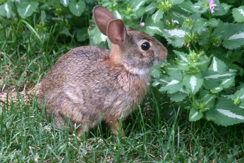 rabbit 145