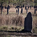 Termite mounds, Litchfield • <a style="font-size:0.8em;" href="https://www.flickr.com/photos/40181681@N02/5928175109/" target="_blank">View on Flickr</a>