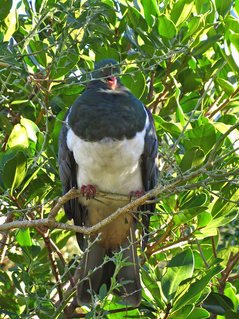 Kapiti Island Wood Pigeon