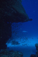 Comoros: blue overhang with fish