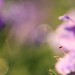 7h35, cible : ramener du pollen à la ruche • <a style="font-size:0.8em;" href="http://www.flickr.com/photos/53131727@N04/6038238240/" target="_blank">View on Flickr</a>
