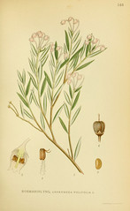 Anglų lietuvių žodynas. Žodis andromeda polifolia reiškia andromedos polifolia lietuviškai.
