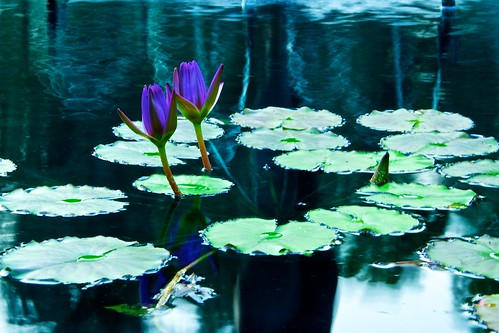 Electric Water Lilies