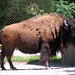 Bison • <a style="font-size:0.8em;" href="http://www.flickr.com/photos/26088968@N02/5967632164/" target="_blank">View on Flickr</a>