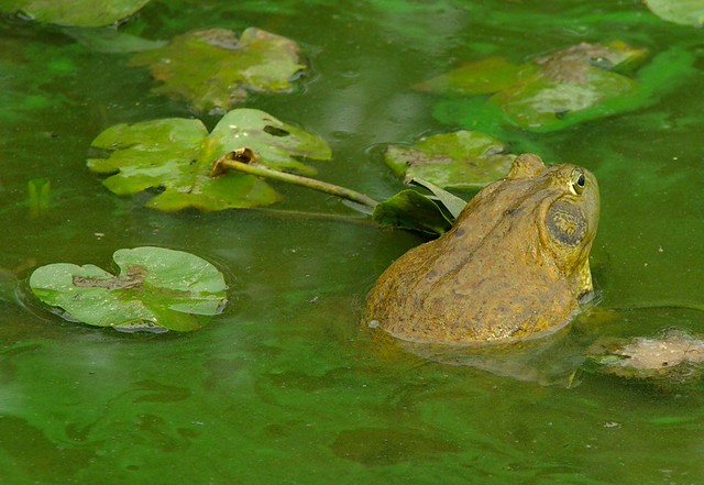 Bullfrog, algae, lilies