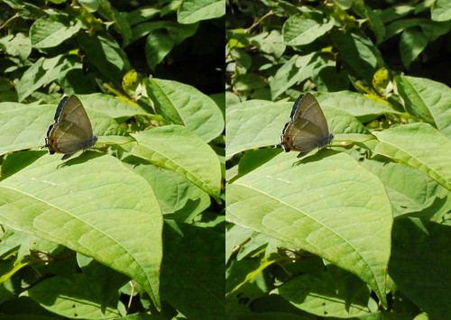 Favonius taxila, stereo parallel view