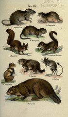 Anglų lietuvių žodynas. Žodis eurasian hamster reiškia eurazijos žiurkėno lietuviškai.