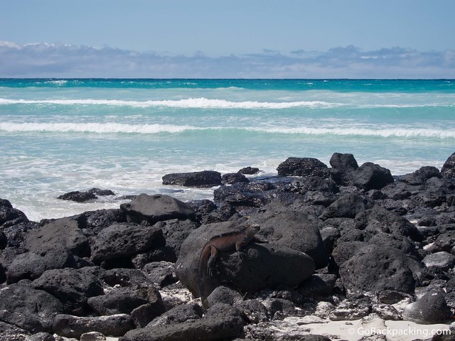 A Marine Iguana in Tortuga Bay