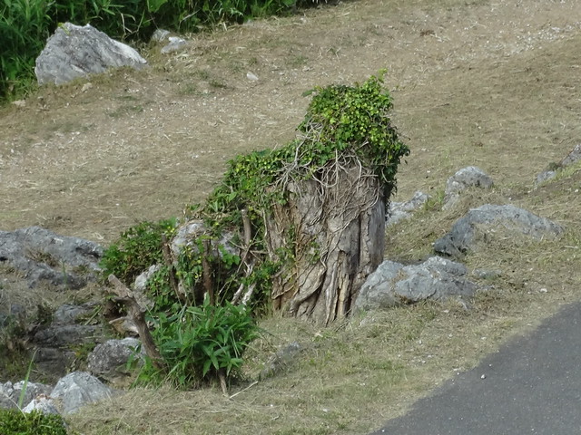 DSC00098