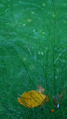 a solitary leaf • <a style="font-size:0.8em;" href="http://www.flickr.com/photos/44919156@N00/5984499760/" target="_blank">View on Flickr</a>