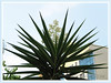 Yucca aloifolia (Spanish Bayonet, Aloe Yucca, Dagger Plant)