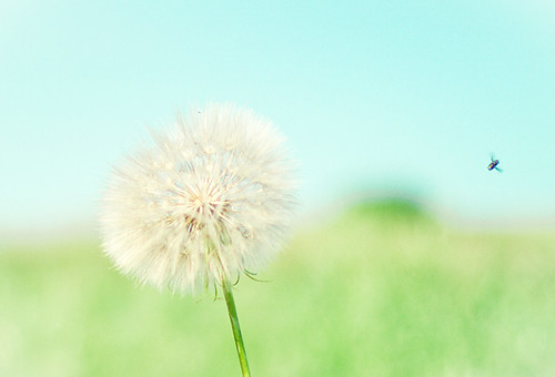 summer-dandelion