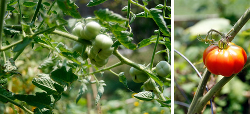 Tomatoes in Garden