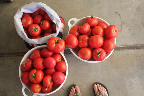 so many tomatoes!