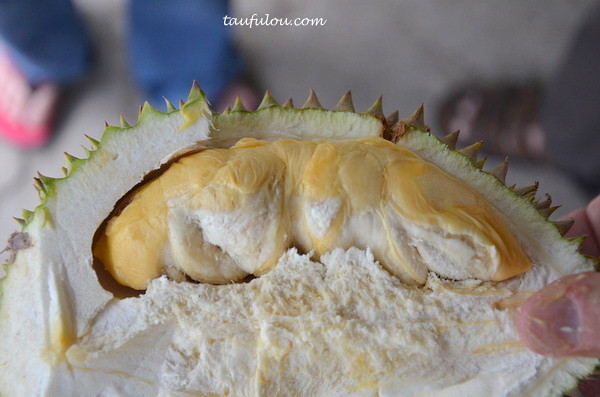 balik pulau durian (9)