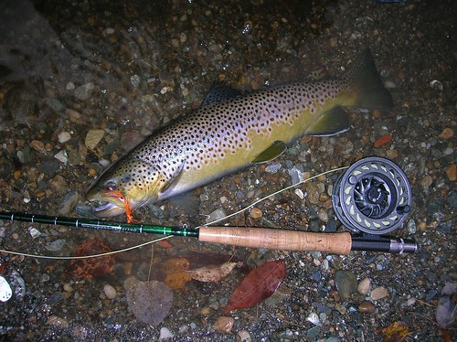 Fall Brown on a Streamer