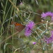 Meadow Brown on Creeping Thistle