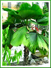 Licuala grandis (Vanuatu Fan Palm, Ruffled Fan Palm, Ruffled Lantan Palm, Palas Payung, Round-leaved/Large-leaved Licuala Palm)