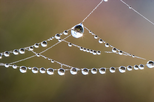 Sunrise in Dew Drops on Spider Web