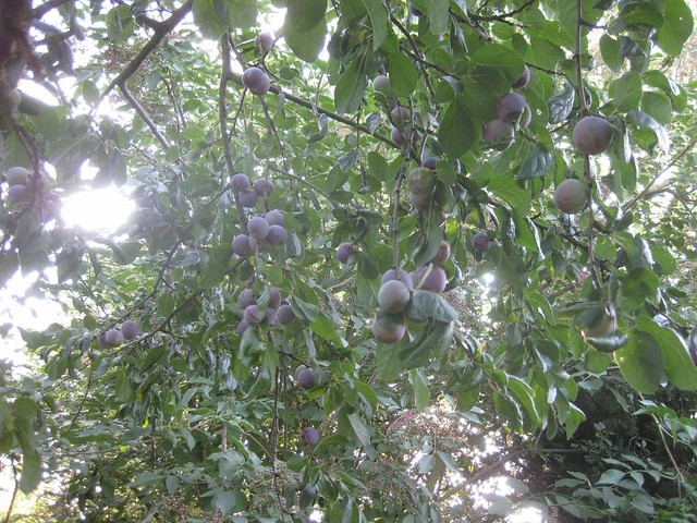 Fruit on the trees