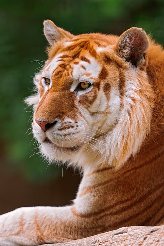 Profile of the golden tiger - a photo on Flickriver