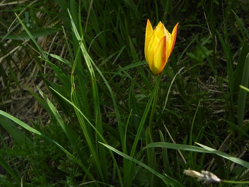 Tulipe sauvage=Tulipa sylvestris - Agnello 105