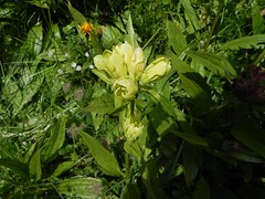 Gentiane pourpre version jaune=Gentiana purpurea - Aravis 010