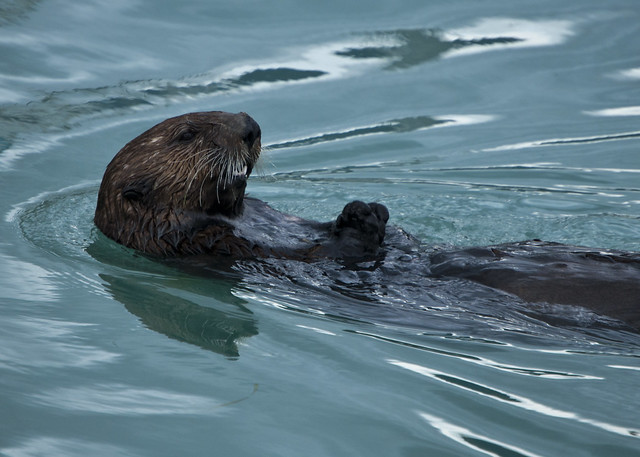 Sea Otter in Valdez Harbor