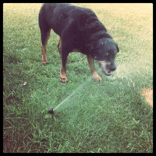 Attacking the sprinklers!