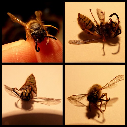 Common Wasp, Vespula vulgaris by kcm76