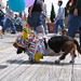Basset Hound on Parade • <a style="font-size:0.8em;" href="http://www.flickr.com/photos/26088968@N02/5990681296/" target="_blank">View on Flickr</a>