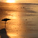 Gull at Sunrise • <a style="font-size:0.8em;" href="http://www.flickr.com/photos/26088968@N02/5991141235/" target="_blank">View on Flickr</a>