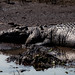 Crocodile, Kakadu • <a style="font-size:0.8em;" href="https://www.flickr.com/photos/40181681@N02/5928740360/" target="_blank">View on Flickr</a>