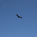 Un condor volando sulla Cuesta de Miranda