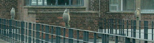 Owls at Wembley Park station